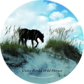Outer Banks, Wild Horses